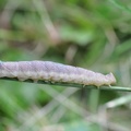 Pappelschwärmer (Laothoe populi)